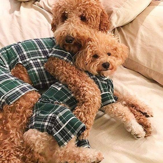 Green Plaid Dog  Pajamas