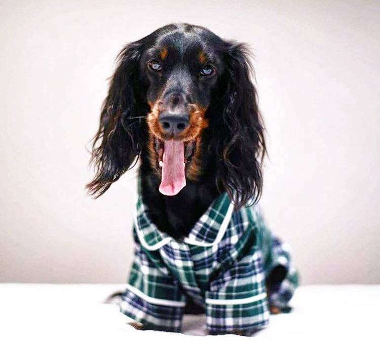 Green Plaid Dog  Pajamas