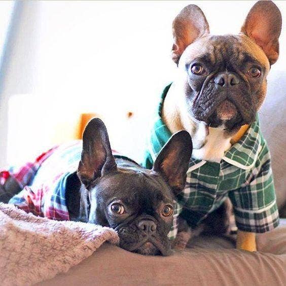 Green Plaid Dog  Pajamas