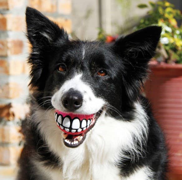 KONG® Grinz by ROGZ® Dog Fetch Toy Assorted Medium